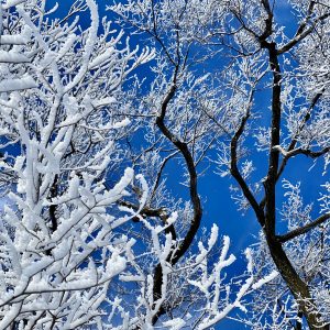 Hoar Frost Winter Wonderland (Blank Photo Card) – Sprig of Heather