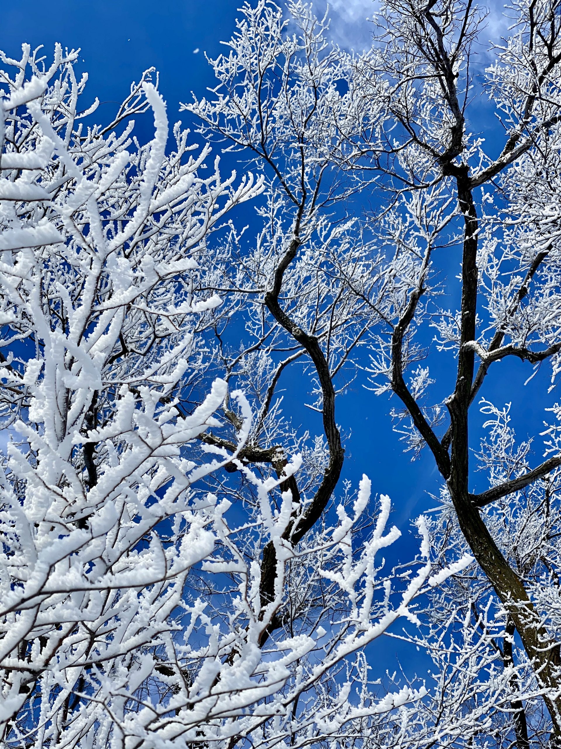 Hoar Frost Winter Wonderland (Blank Photo Card) – Sprig of Heather