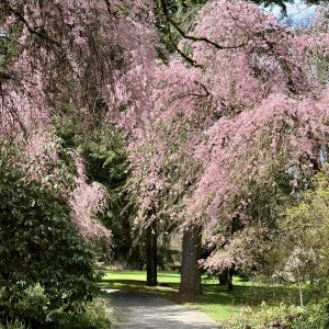 "Spring Blossom Beauty" - Blank Photo Card