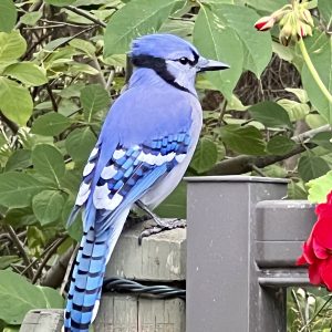 "The Blue Jay (Cyanacitta cristata)