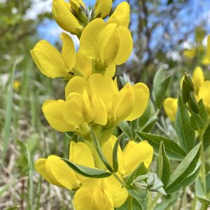 "Buffalo Bean Golden Portrait"
